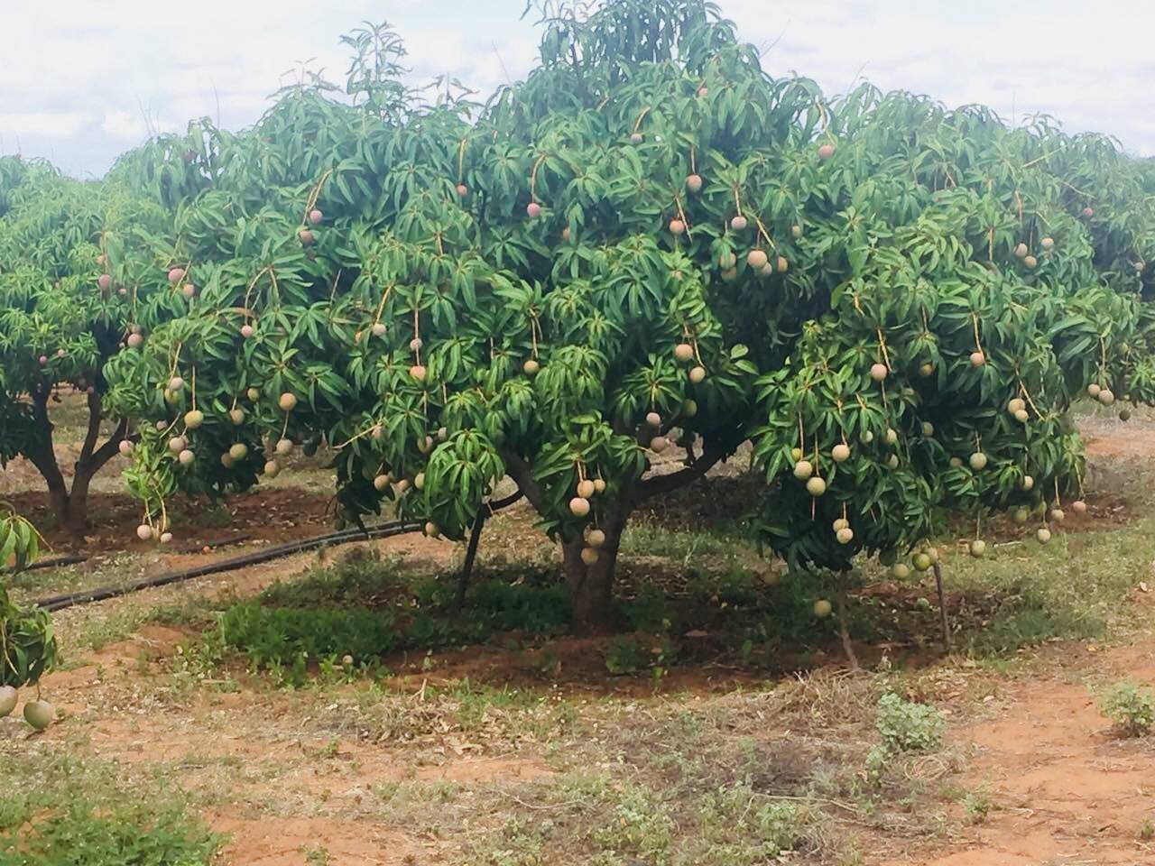 Mango - Mullberry Growers